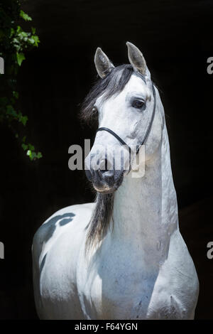 Rein spanische Pferd, andalusischen. Porträt des Grauen Hengst vor einem schwarzen Hintergrund. Schweiz Stockfoto