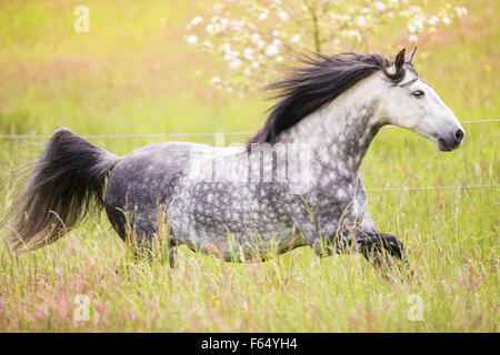 Rein spanische Pferd, andalusischen. Schecken grau Erwachsene im Galopp auf der Weide. Deutschland Stockfoto