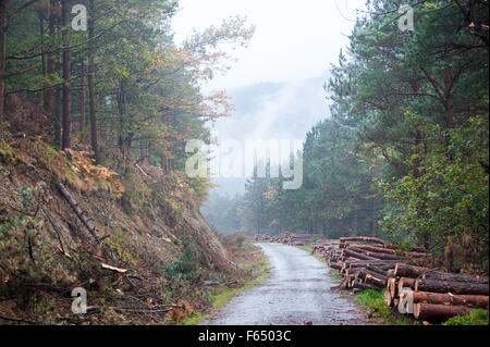Der Schnitt und die gehackte Brennholz gestapelt auf einem Haufen Deerpark und Djouce Woods Stockfoto