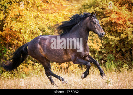 Welsh Cob, Welsh Pony Sektion D. Bucht Erwachsenen im Galopp auf der Weide. Deutschland Stockfoto