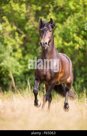 Welsh Cob, Welsh Pony Sektion D. Bucht Erwachsenen im Galopp auf der Weide. Deutschland Stockfoto