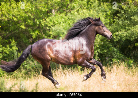 Welsh Cob, Welsh Pony Sektion D. Bucht Erwachsenen im Galopp auf der Weide. Deutschland Stockfoto