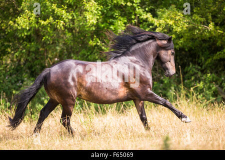 Welsh Cob, Welsh Pony Sektion D. Bucht Erwachsenen im Galopp auf der Weide. Deutschland Stockfoto