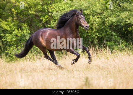 Welsh Cob, Welsh Pony Sektion D. Bucht Erwachsenen im Galopp auf der Weide. Deutschland Stockfoto