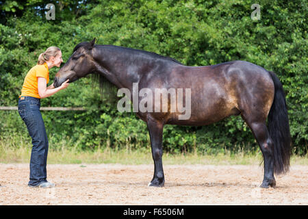 Welsh Cob, Welsh Pony Sektion D. Frau Knutschen mit Bucht Erwachsenen auf einem Reitplatz. Deutschland Stockfoto