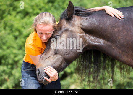 Welsh Cob, Welsh Pony Sektion D. Frau Knutschen mit Bucht Erwachsenen auf einem Reitplatz. Deutschland Stockfoto