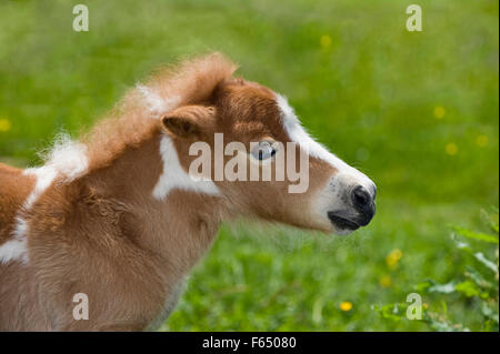 Mini-Shetland-Pony. Porträt des Skewbal Fohlen (4 Wochen alt) auf einer Wiese. Deutschland Stockfoto