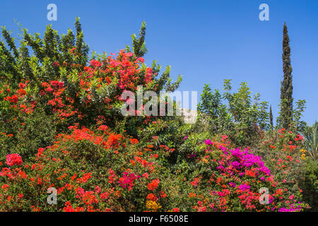 Dekorative Bougainvillea Blumen schmücken die Hügel in der Nähe von Meer von Galiläa, Israel, Nahost. Stockfoto