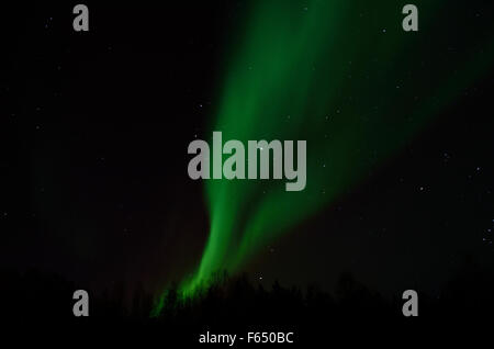 Majestätische Aurora Borealis, Nordlicht über Winterwald auf eine gefüllte Starnacht am Polarkreis, Nord-Norwegen Stockfoto