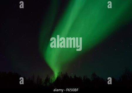 Majestätische Aurora Borealis, Nordlicht über Winterwald auf eine gefüllte Starnacht am Polarkreis, Nord-Norwegen Stockfoto