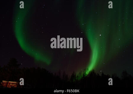 Majestätische Aurora Borealis, Nordlicht über Winterwald auf eine gefüllte Starnacht am Polarkreis, Nord-Norwegen Stockfoto