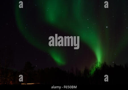 Majestätische Aurora Borealis, Nordlicht über Winterwald auf eine gefüllte Starnacht am Polarkreis, Nord-Norwegen Stockfoto