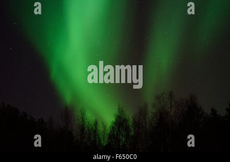 Majestätische Aurora Borealis, Nordlicht über Winterwald auf eine gefüllte Starnacht am Polarkreis, Nord-Norwegen Stockfoto