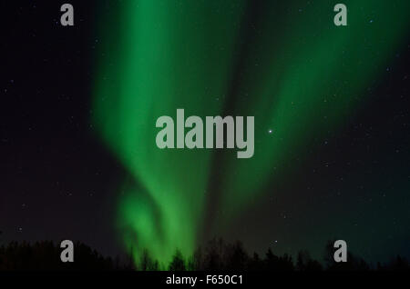 Majestätische Aurora Borealis, Nordlicht über Winterwald auf eine gefüllte Starnacht am Polarkreis, Nord-Norwegen Stockfoto