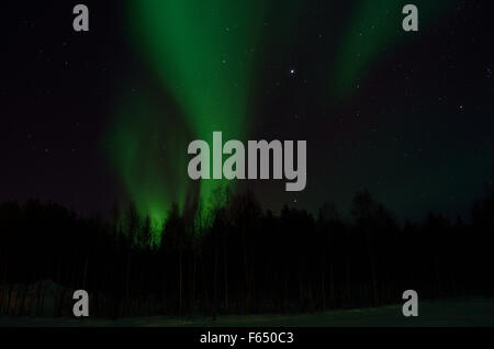 Majestätische Aurora Borealis, Nordlicht über Winterwald auf eine gefüllte Starnacht am Polarkreis, Nord-Norwegen Stockfoto