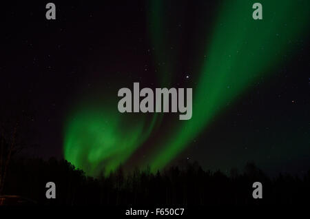 Majestätische Aurora Borealis, Nordlicht über Winterwald auf eine gefüllte Starnacht am Polarkreis, Nord-Norwegen Stockfoto