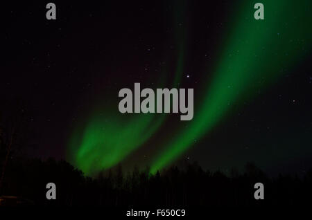 Majestätische Aurora Borealis, Nordlicht über Winterwald auf eine gefüllte Starnacht am Polarkreis, Nord-Norwegen Stockfoto