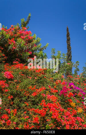 Dekorative Bougainvillea Blumen schmücken die Hügel in der Nähe von Meer von Galiläa, Israel, Nahost. Stockfoto
