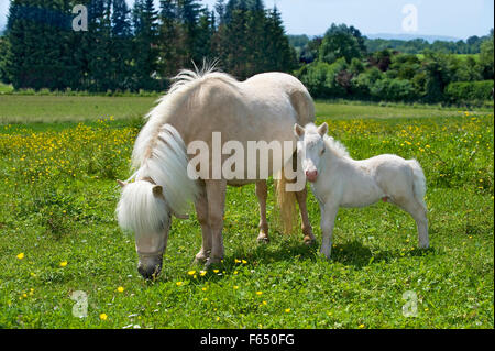 Mini-Shetland-Pony. Palomino Stute mit Fohlen (1 Woche alt, Cremello) auf einer Wiese. Deutschland Stockfoto