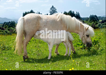 Mini-Shetland-Pony. Palomino Stute Pflege Fohlen (1 Woche alt, Cremello) auf einer Wiese. Deutschland Stockfoto