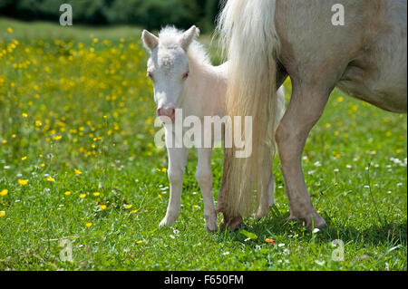 Mini-Shetland-Pony. Palomino Stute und Fohlen (1 Woche alt, Cremello) auf einer Wiese. Deutschland Stockfoto