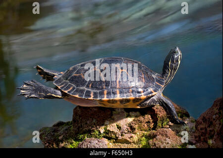 Bauche Slider (ist Scripta Scripta) Sonnenbaden auf einem Felsen. Deutschland Stockfoto