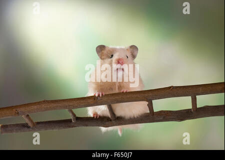 Juvenile Creme Teddy Hamster Klettern auf eine Leiter. Deutschland Stockfoto