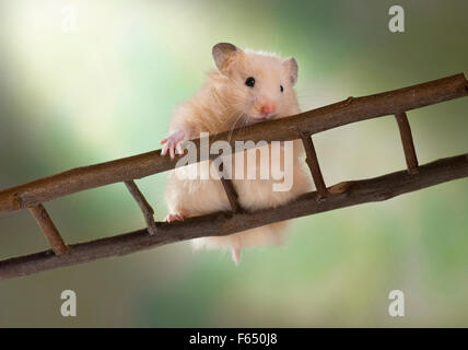 Juvenile Creme Teddy Hamster Klettern auf eine Leiter. Deutschland Stockfoto