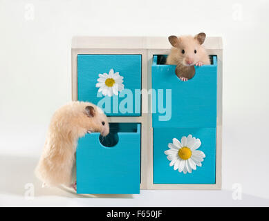 Paar juvenile Creme Teddy Hamster in einer kleinen blau-weißen Schublade Schrank. Deutschland Stockfoto