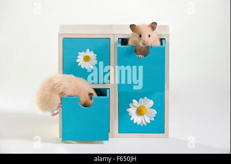 Paar juvenile Creme Teddy Hamster in einer kleinen blau-weißen Schublade Schrank. Deutschland Stockfoto