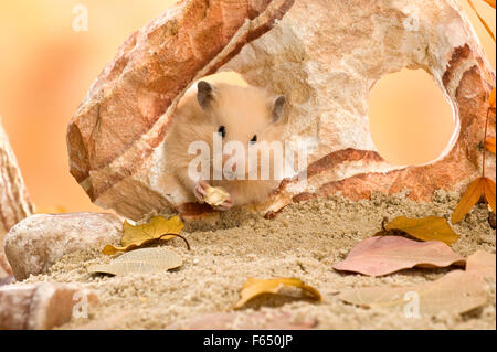 Teddy Hamster in einem Felsen sitzend, während des Essens einer Haselnuss-Creme. Deutschland Stockfoto