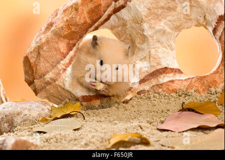 Teddy Hamster in einem Felsen sitzend, während des Essens einer Haselnuss-Creme. Deutschland Stockfoto