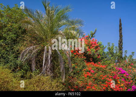 Dekorative Bougainvillea Blumen schmücken die Hügel in der Nähe von Meer von Galiläa, Israel, Nahost. Stockfoto