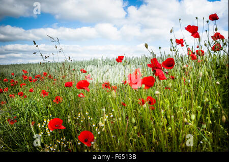 Mohn Blumen im Weizenfeld Stockfoto