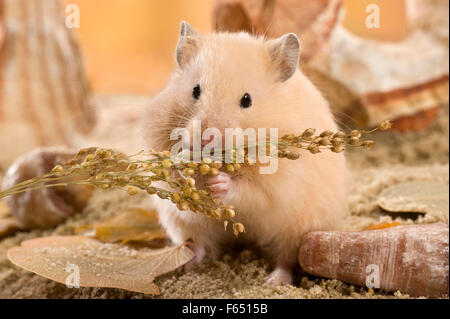 Teddy Hamster Essen gemeinsame Hirse Creme. Deutschland Stockfoto