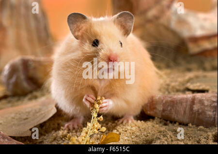 Teddy Hamster Essen gemeinsame Hirse Creme. Deutschland Stockfoto