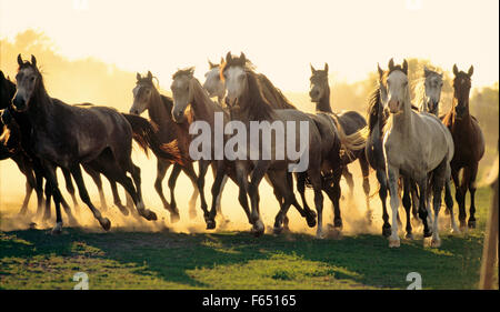 Reinrassige Araber. Junghengste im Galopp auf der Weide. Nationalgestüt Bábolna, Ungarn Stockfoto