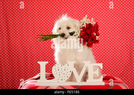 Malteser sitzen hinter den Buchstaben Liebe während des Tragens eines Strauss roter Rosen Stockfoto