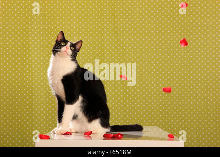 Hauskatze. Schwarz-weiße Katze sitzt auf einem weißen Tisch, während Rosenblätter nach unten fallen. Spanien Stockfoto