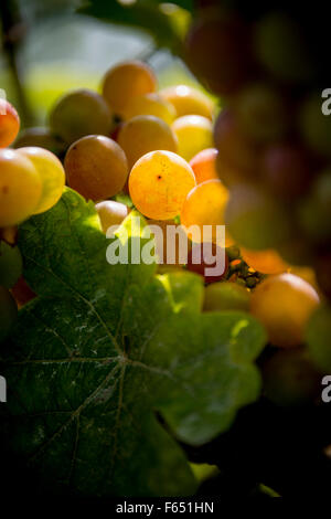 junge Trauben an einem Weinstock Stockfoto