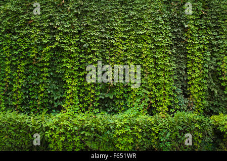 Grünes Blatt Wand Hintergrund Stockfoto