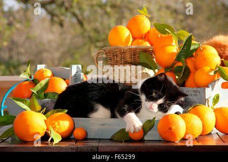 Hauskatze. Schwarz-weiß-Erwachsenen liegen in einem Kasten neben Orangen. Spanien Stockfoto