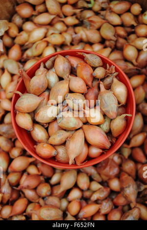 Allium cepa 'Sturon' Zwiebelsätze. GROSSBRITANNIEN. AGM Stockfoto