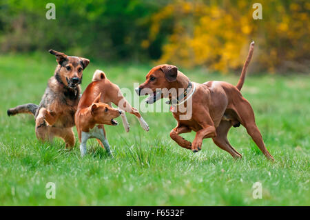 Mischlingshund, Basenji und Rhodesian Ridgeback auf einer Wiese spielen. Deutschland Stockfoto