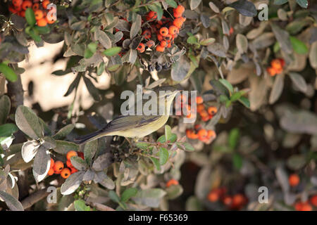 Fitis (Phylloscopus Trochilus) Stockfoto