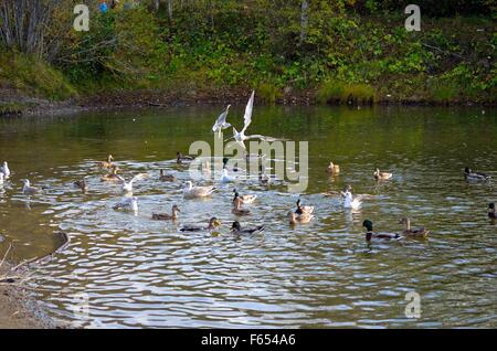 Mallard Enten und Möwen kämpfen über Essen im Teich Stockfoto