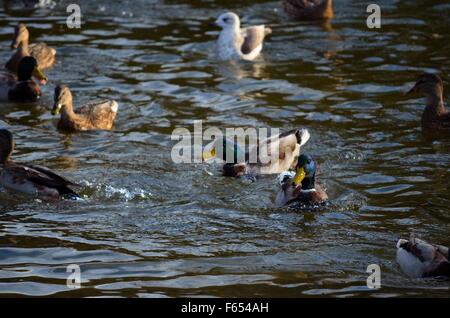 Mallard Enten und Möwen kämpfen über Essen im Teich Stockfoto