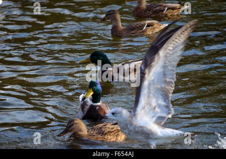 Mallard Enten und Möwen kämpfen über Essen im Teich Stockfoto