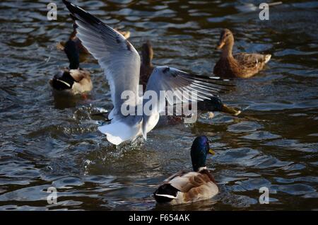Mallard Enten und Möwen kämpfen über Essen im Teich Stockfoto
