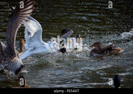 Mallard Enten und Möwen kämpfen über Essen im Teich Stockfoto
